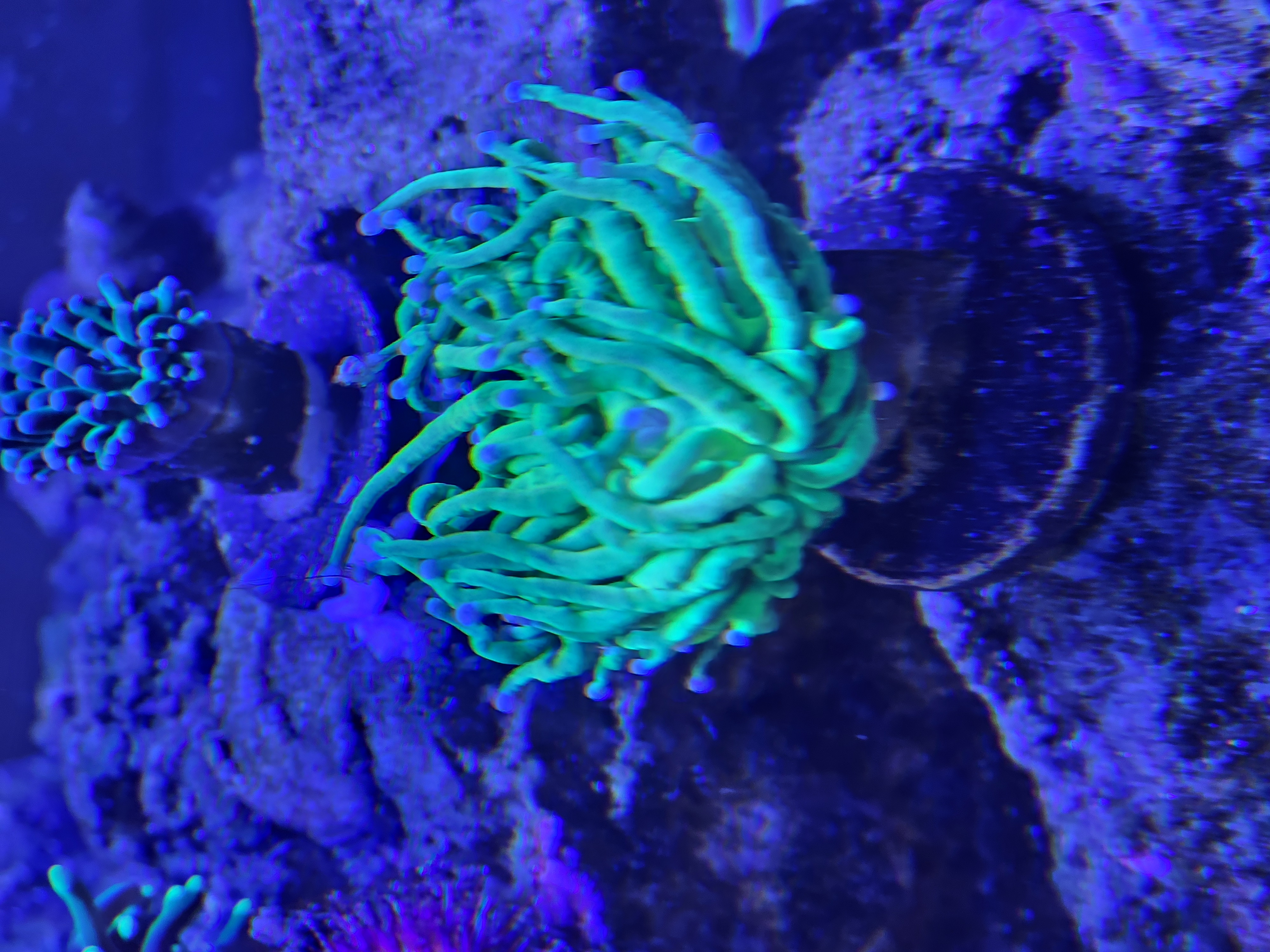 Holy Grail — LPS coral in reef tank