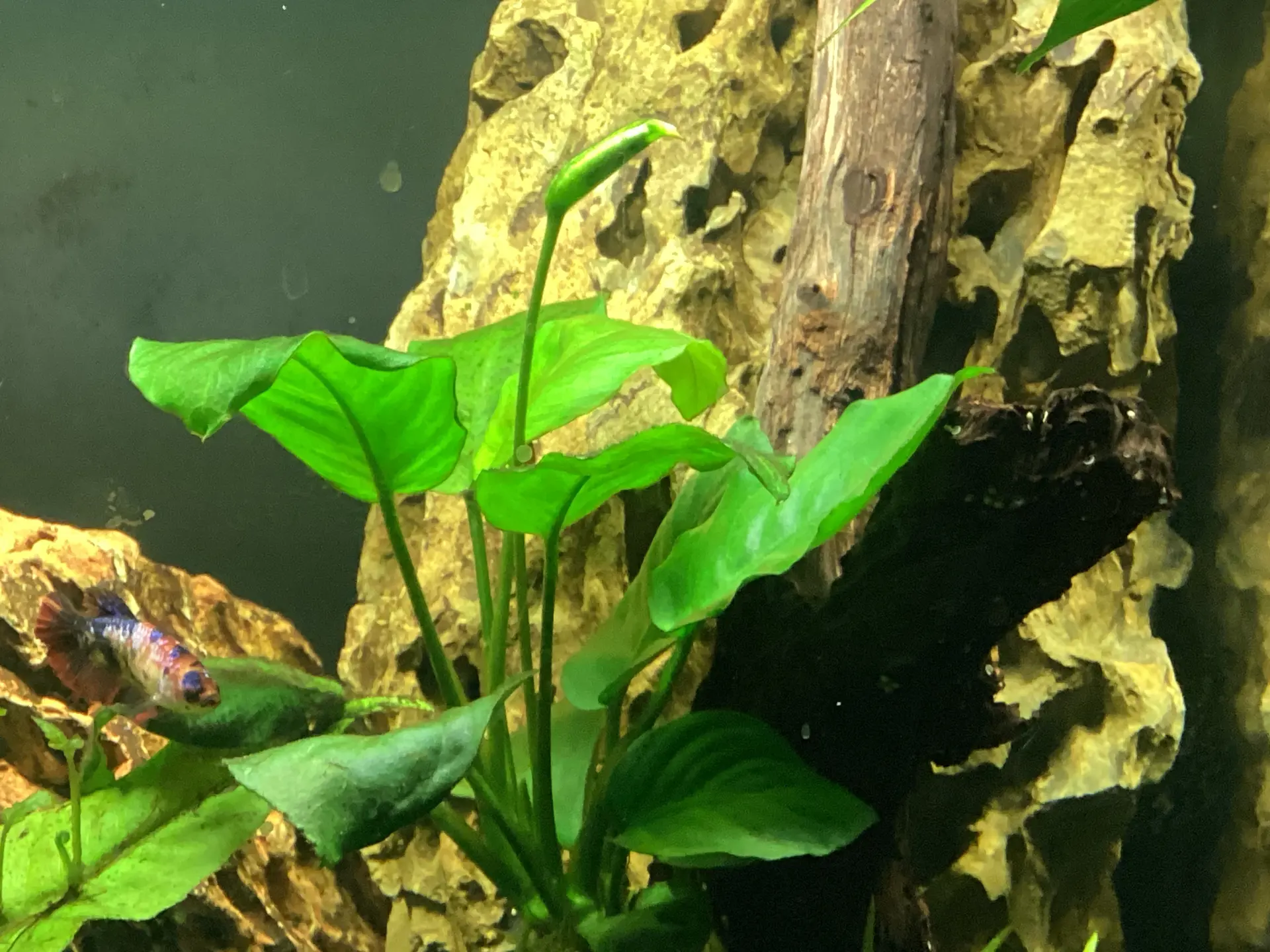 Dirt wood master — Stem plant in aquarium