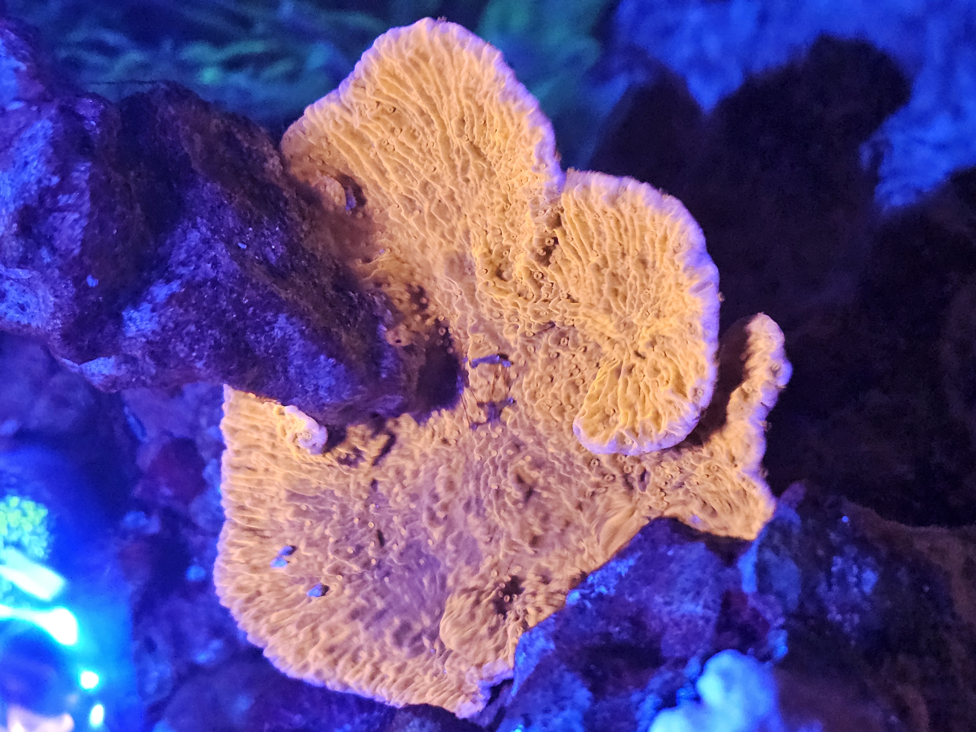 Red Montipora Capricornis — SPS coral in reef tank