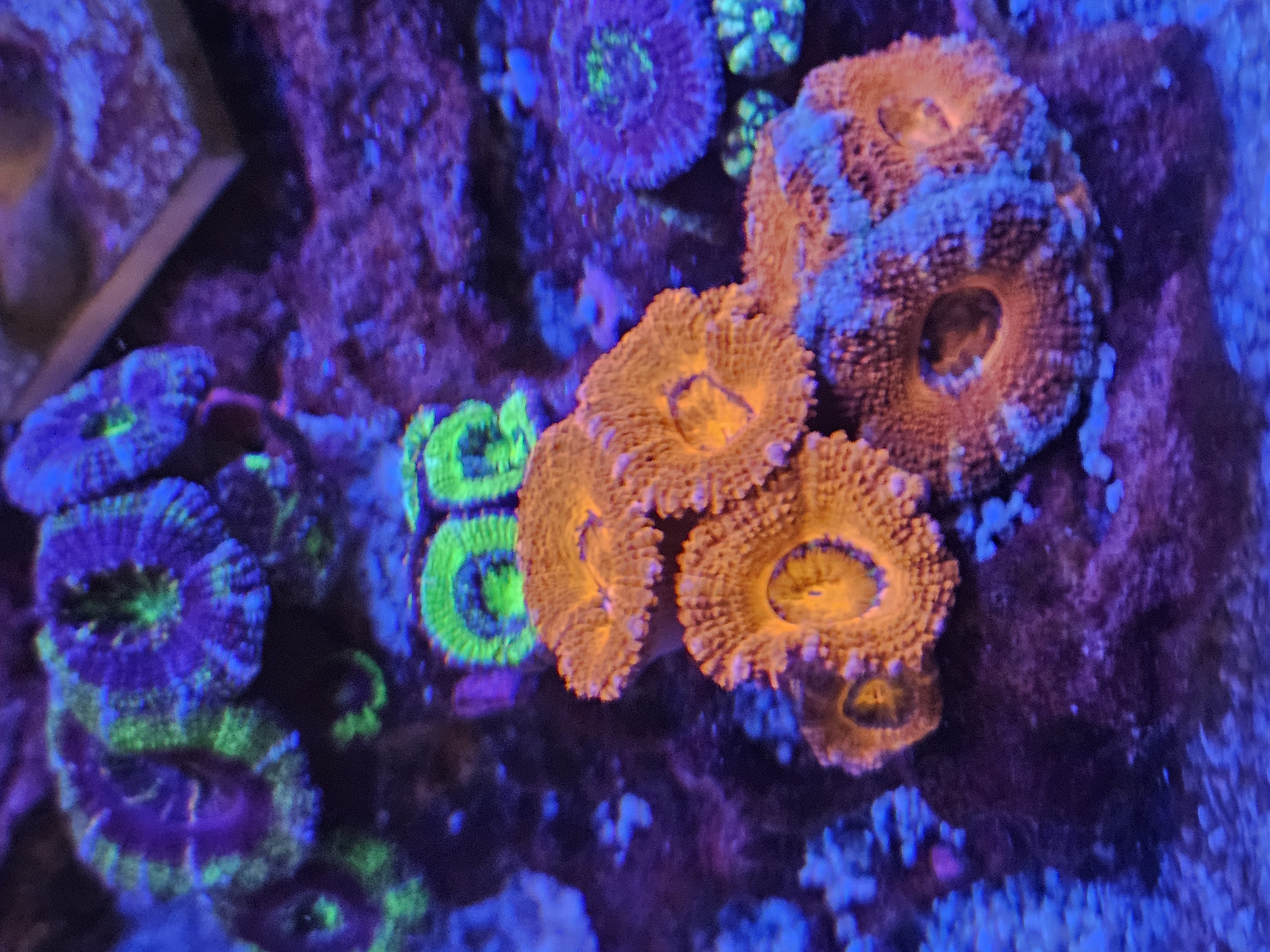 Acan/Aussie Lord — LPS coral in reef tank