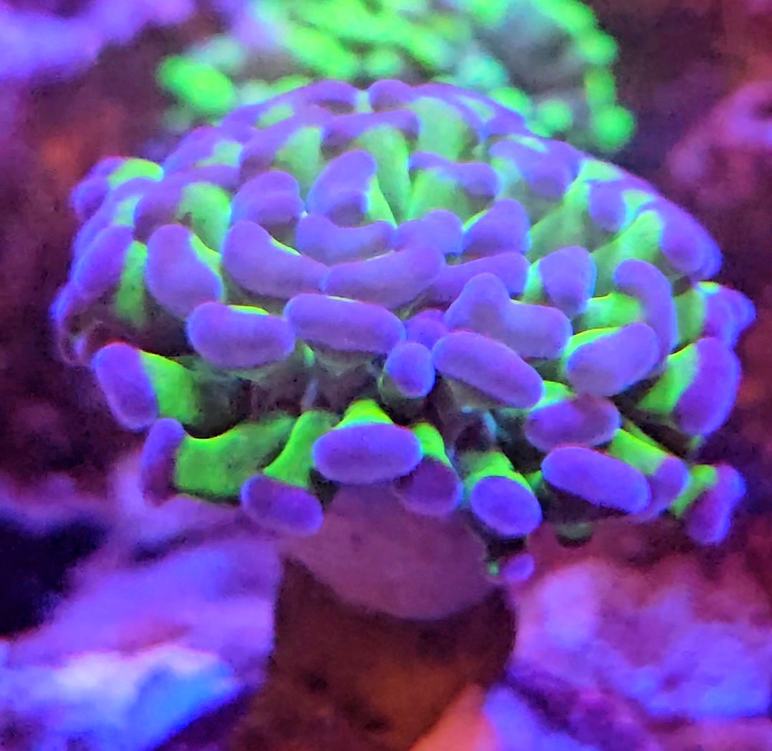 Bi Colour Frammer — LPS coral in reef tank