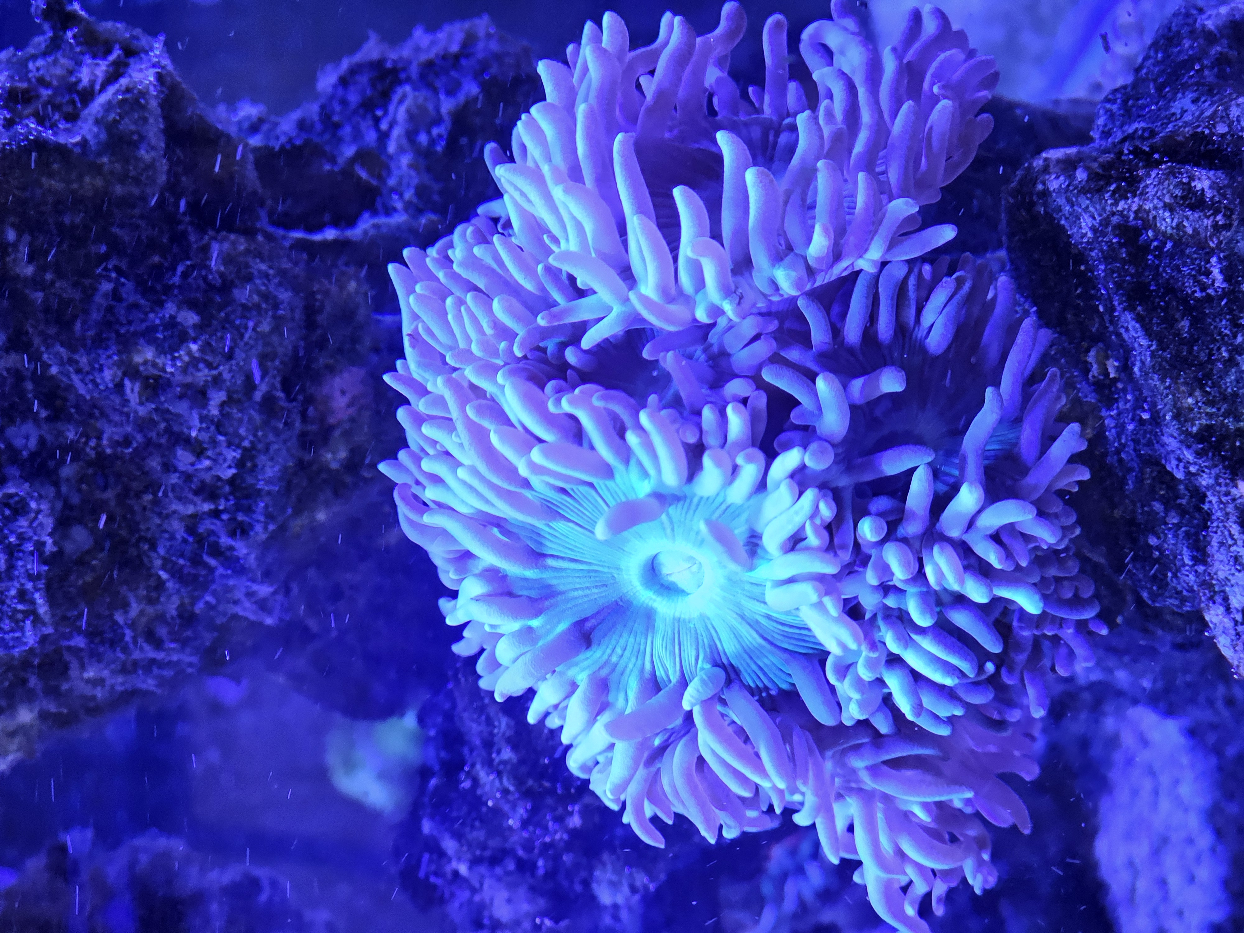 Duncan — LPS coral in reef tank