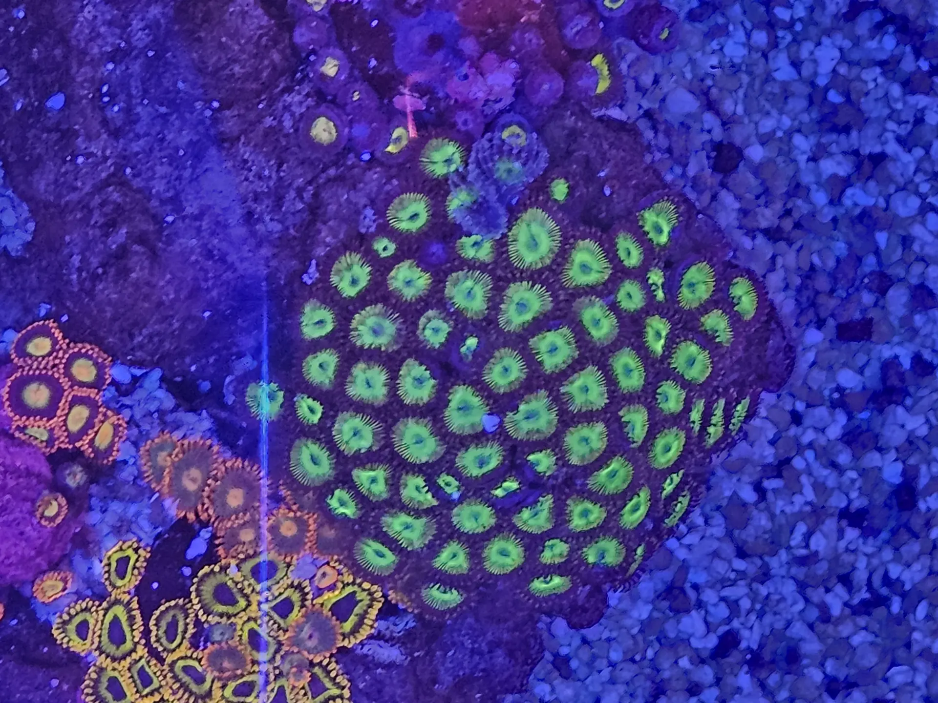 Zoas — Soft coral in reef tank