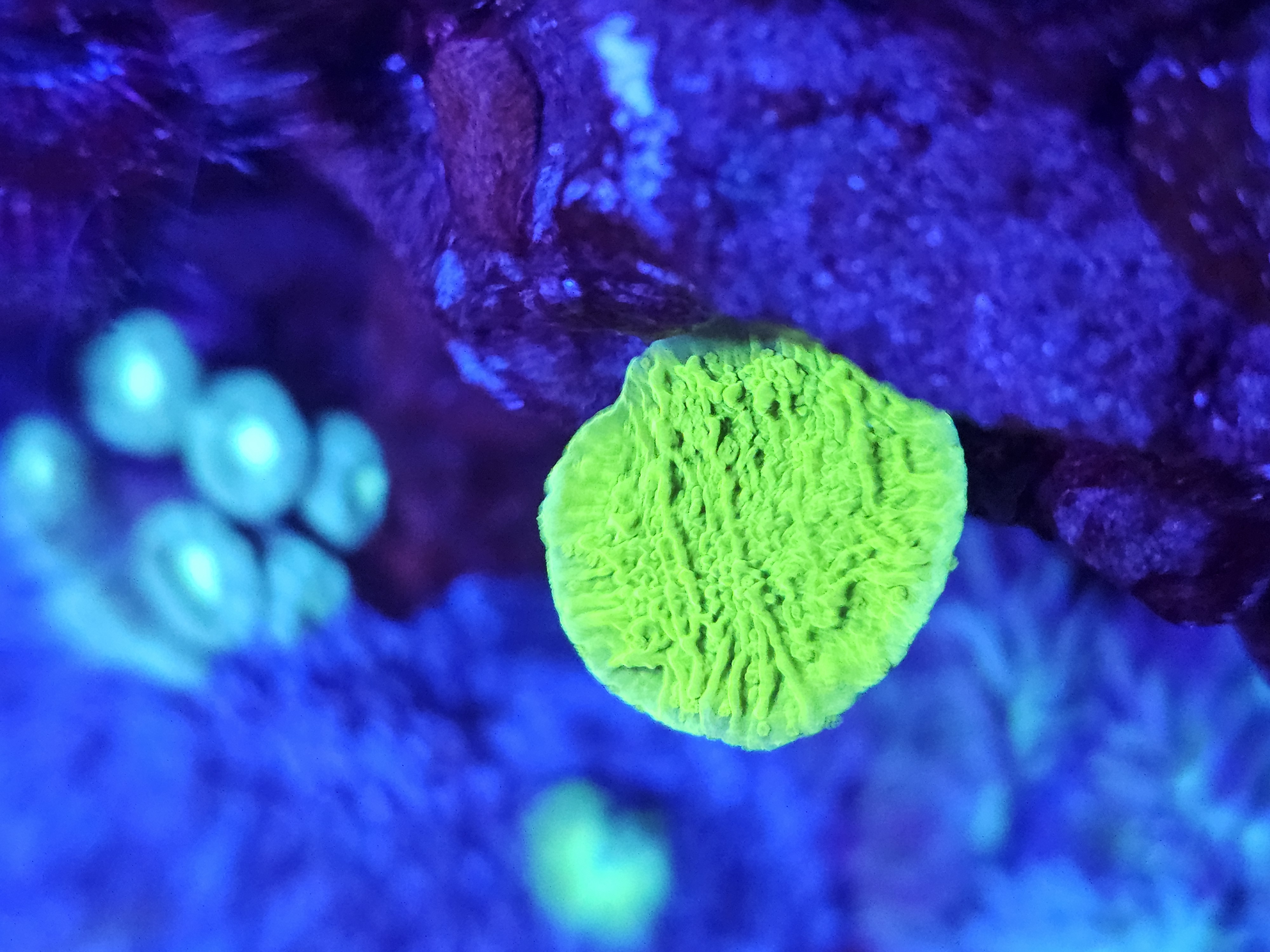 Green Montipora Capricornis — SPS coral in reef tank