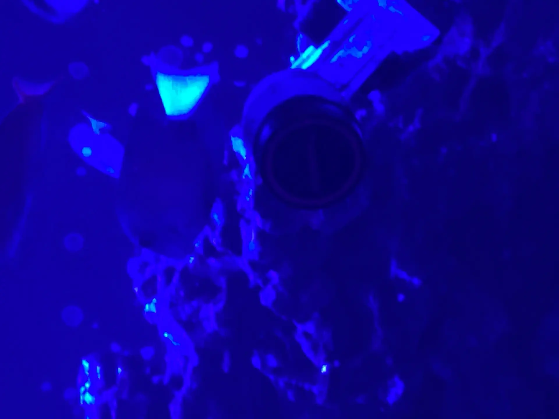 White Tail Bristletooth Tang — Fish in reef aquarium