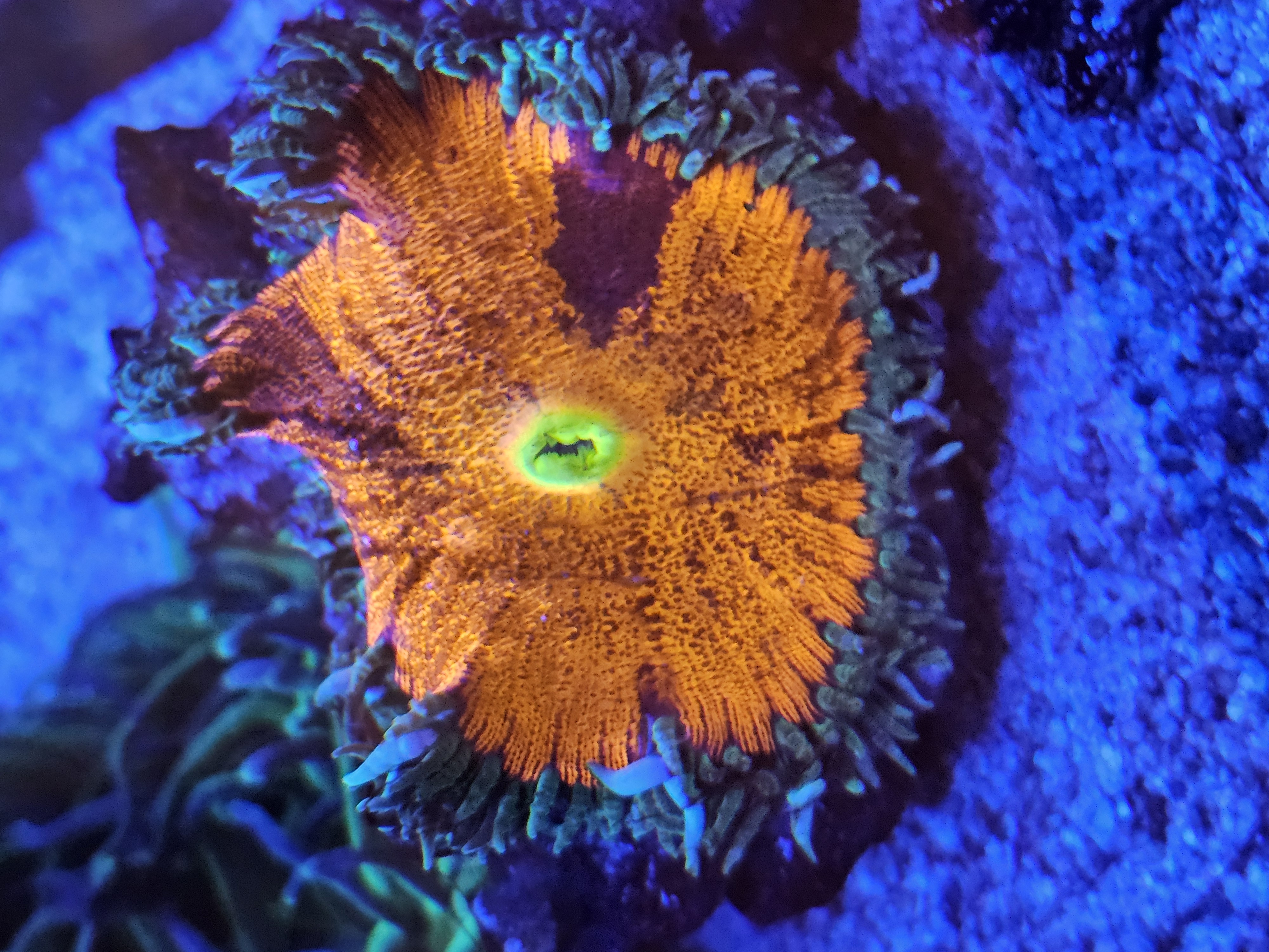 Rock Flower Anemone — Invert in reef aquarium
