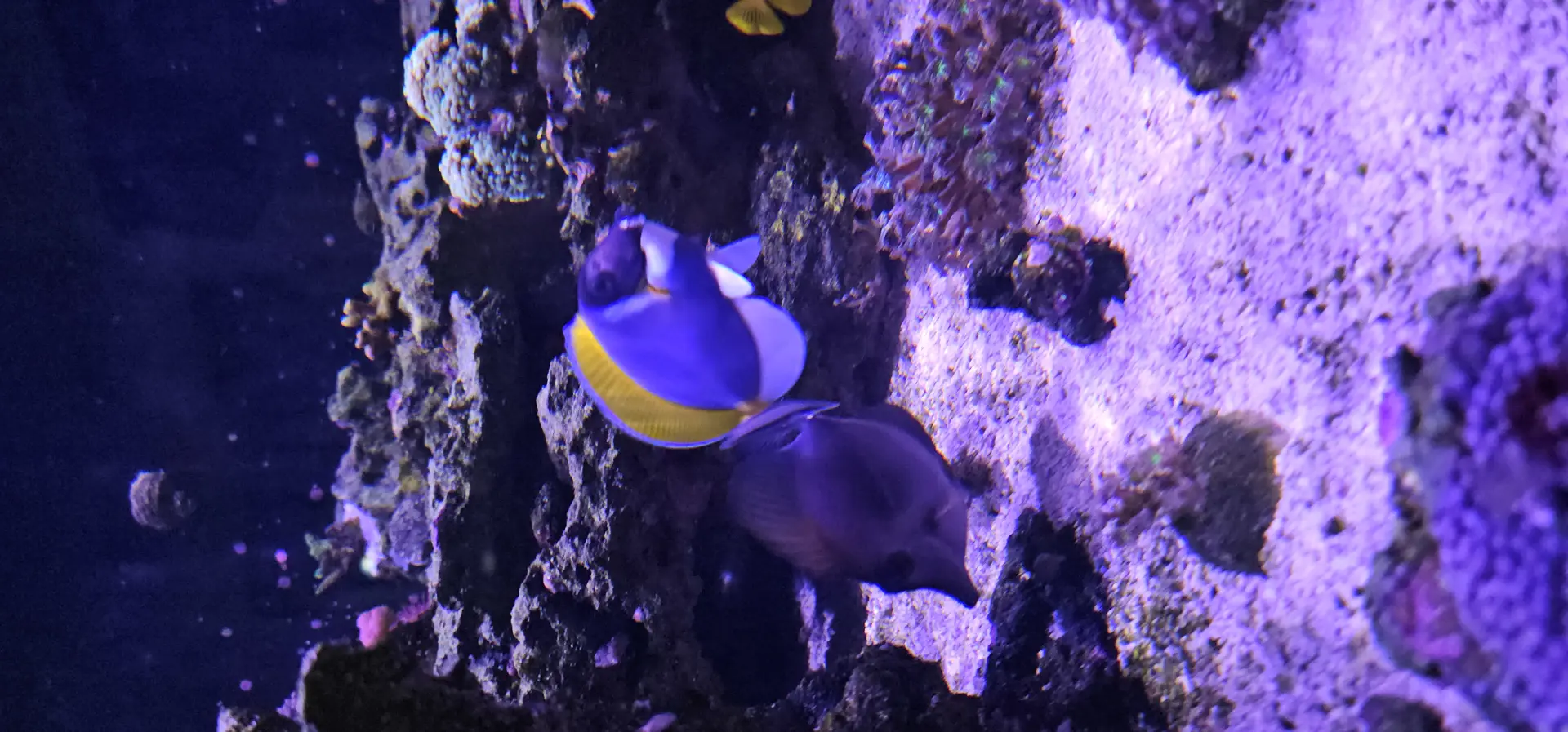 Powder Blue Tang — Fish in reef aquarium