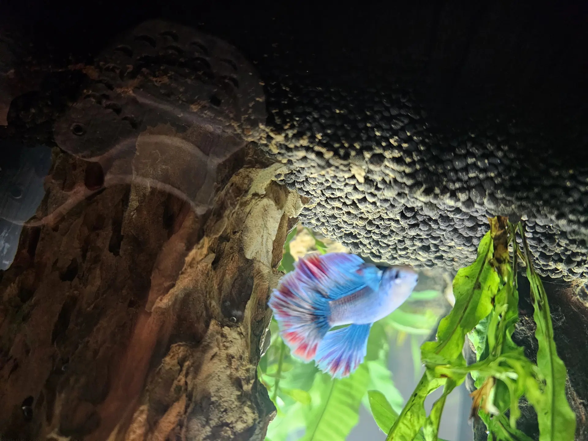 Bubbles — Fish in freshwater aquarium
