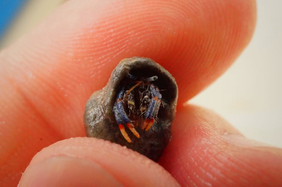 Blue Leg Hermit Crabs — Invert in reef aquarium