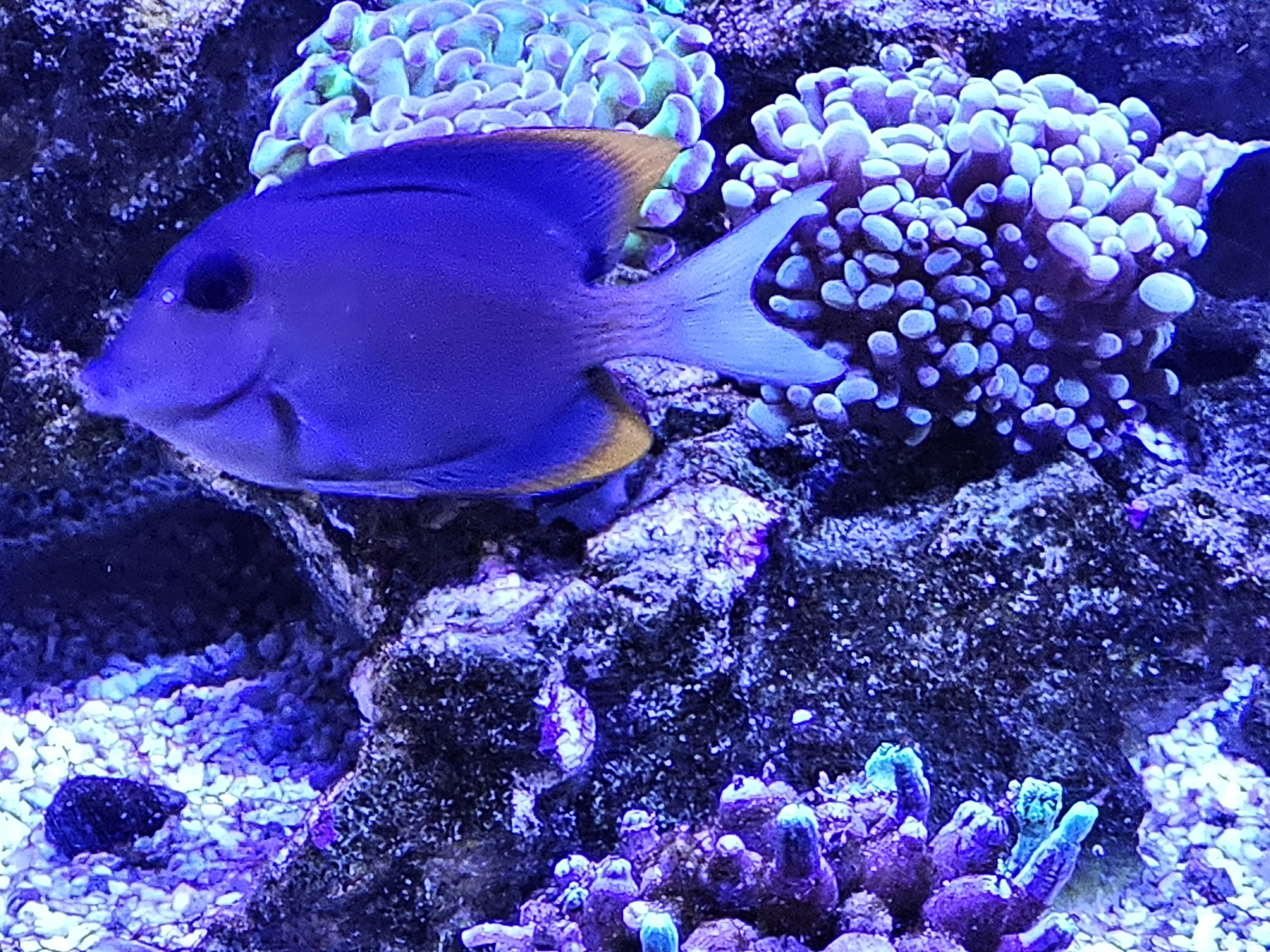 Tomini Tang — Fish in reef aquarium