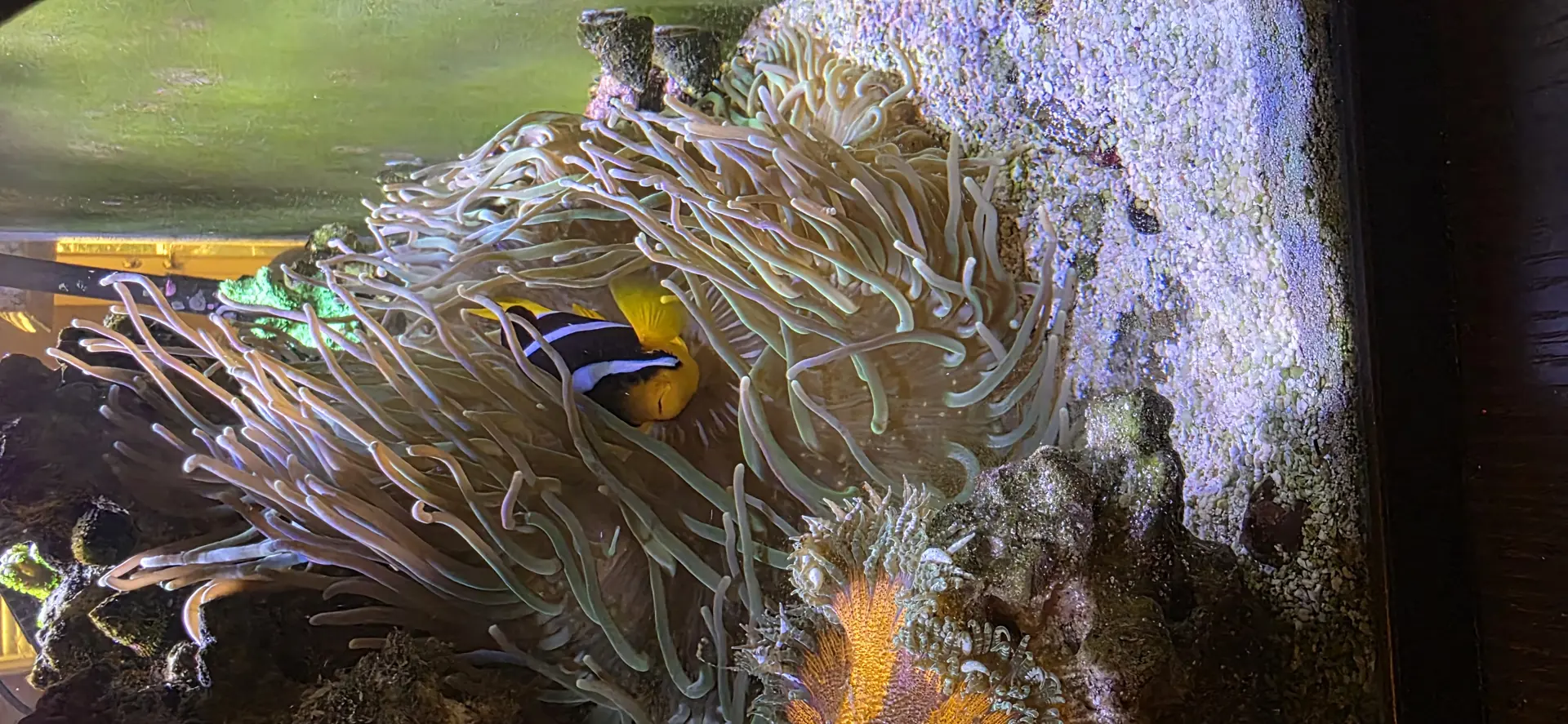 Long Tentacle Anemone — Invert in reef aquarium