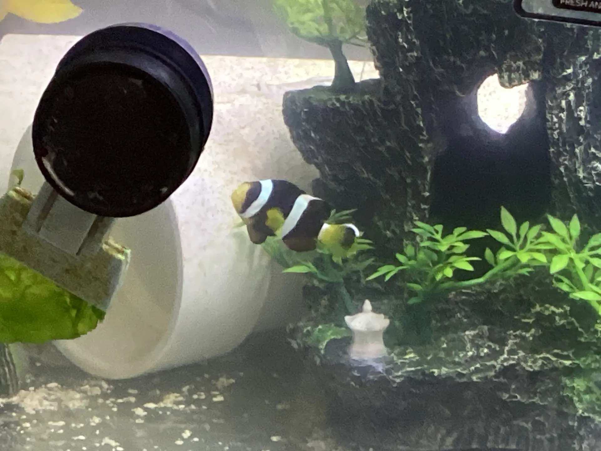 Bicinctus clown — Fish in reef aquarium