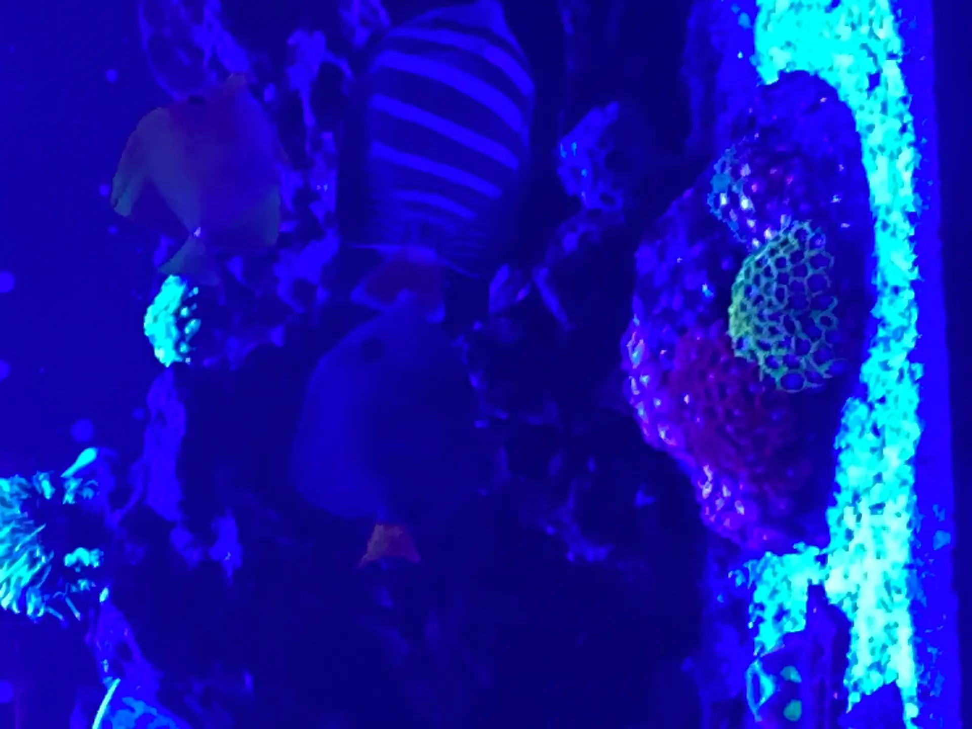 Purple Tang — Fish in reef aquarium