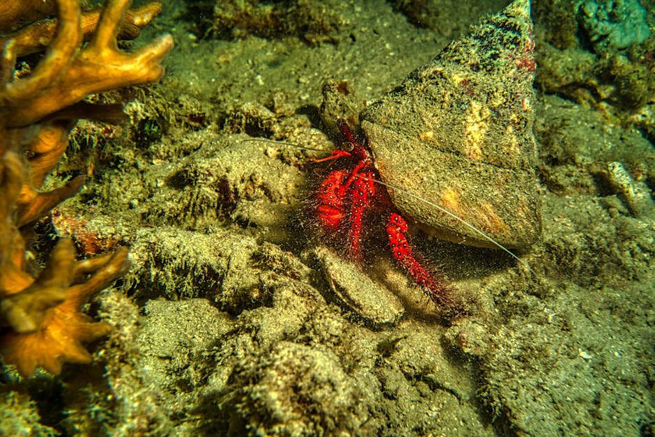 Red Leg Hermit Crab — Invert in reef aquarium