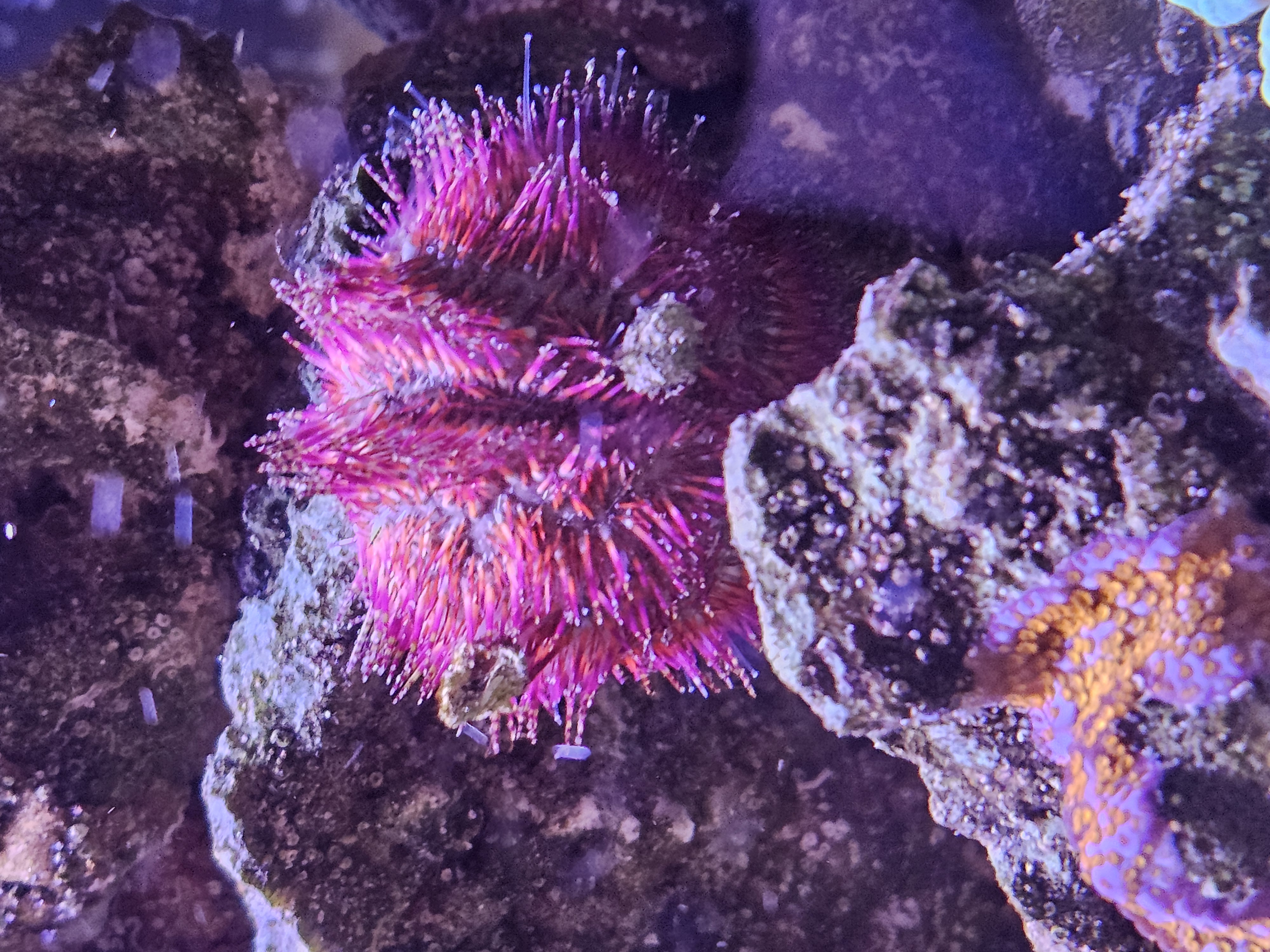 Red Pincushion Sea Urchin — Invert in reef aquarium