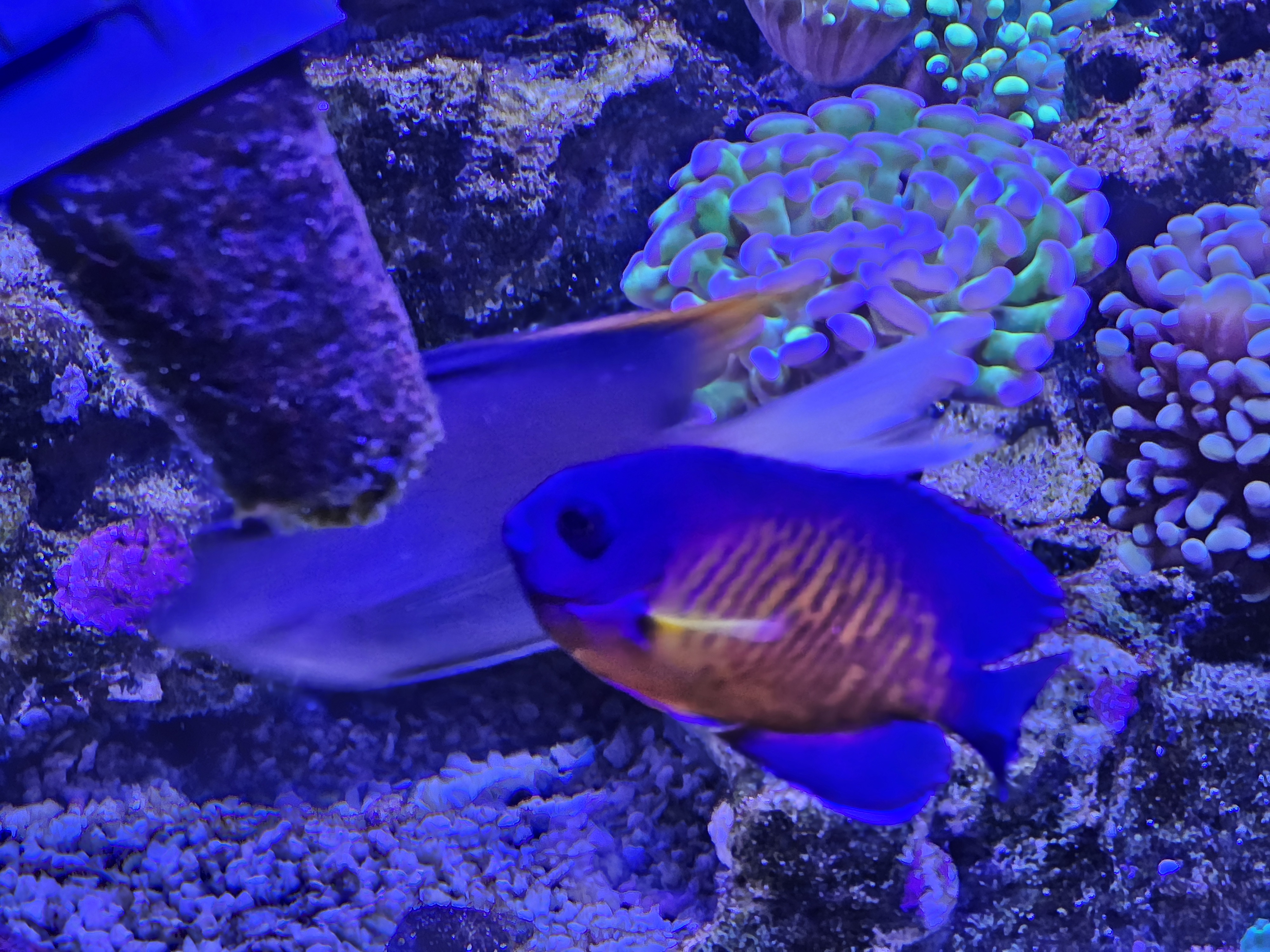Coral Beauty — Fish in reef aquarium