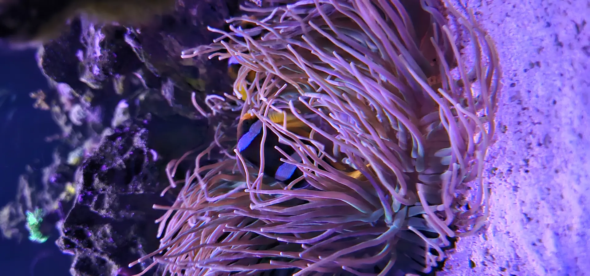 Clarki Clownfish — Fish in reef aquarium