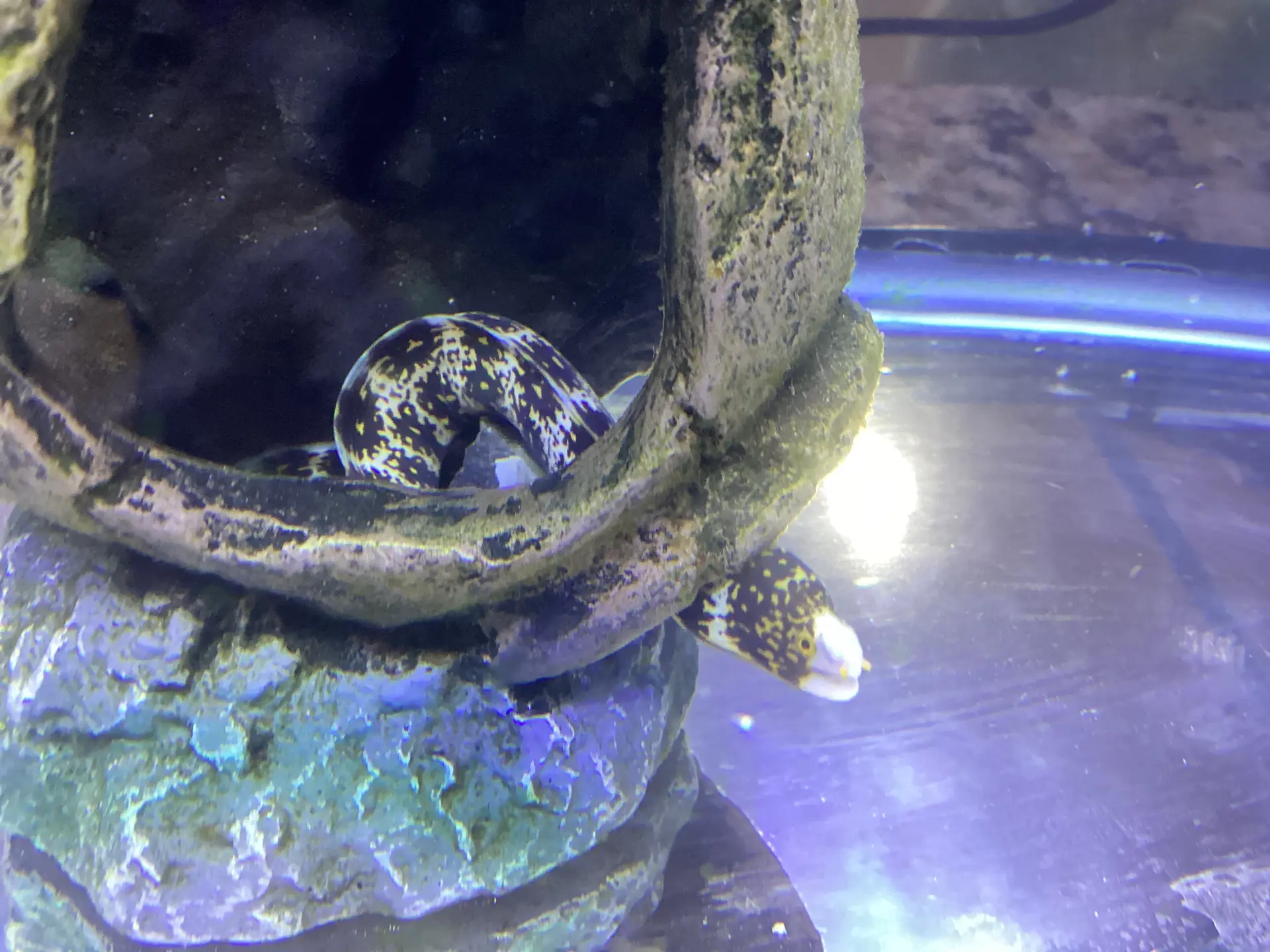 Snowflake moray eel — Fish in reef aquarium