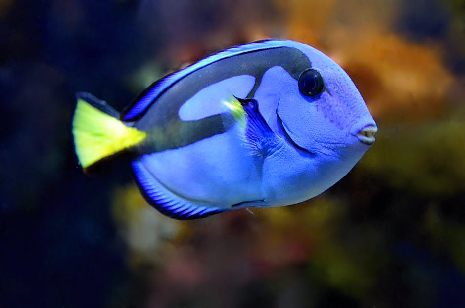 Dory — Fish in reef aquarium
