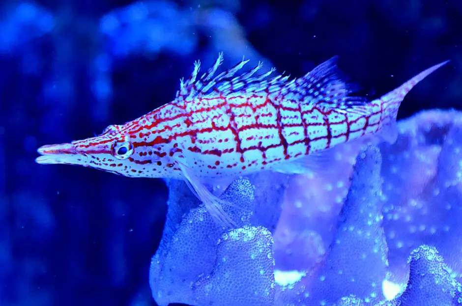 Long nose hawk fish. — Fish in reef aquarium