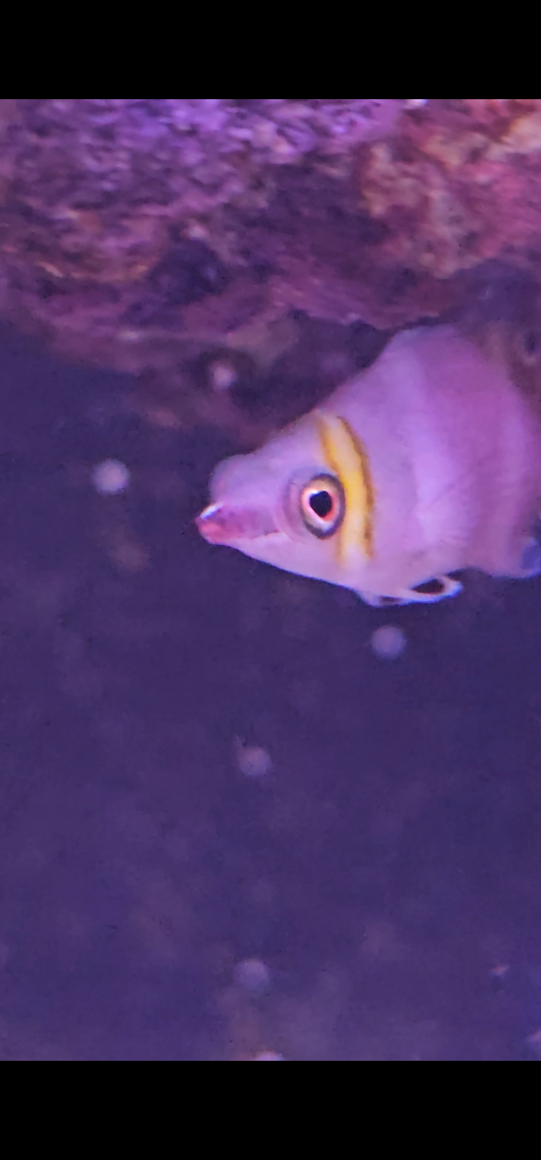 Lovey — Fish in reef aquarium