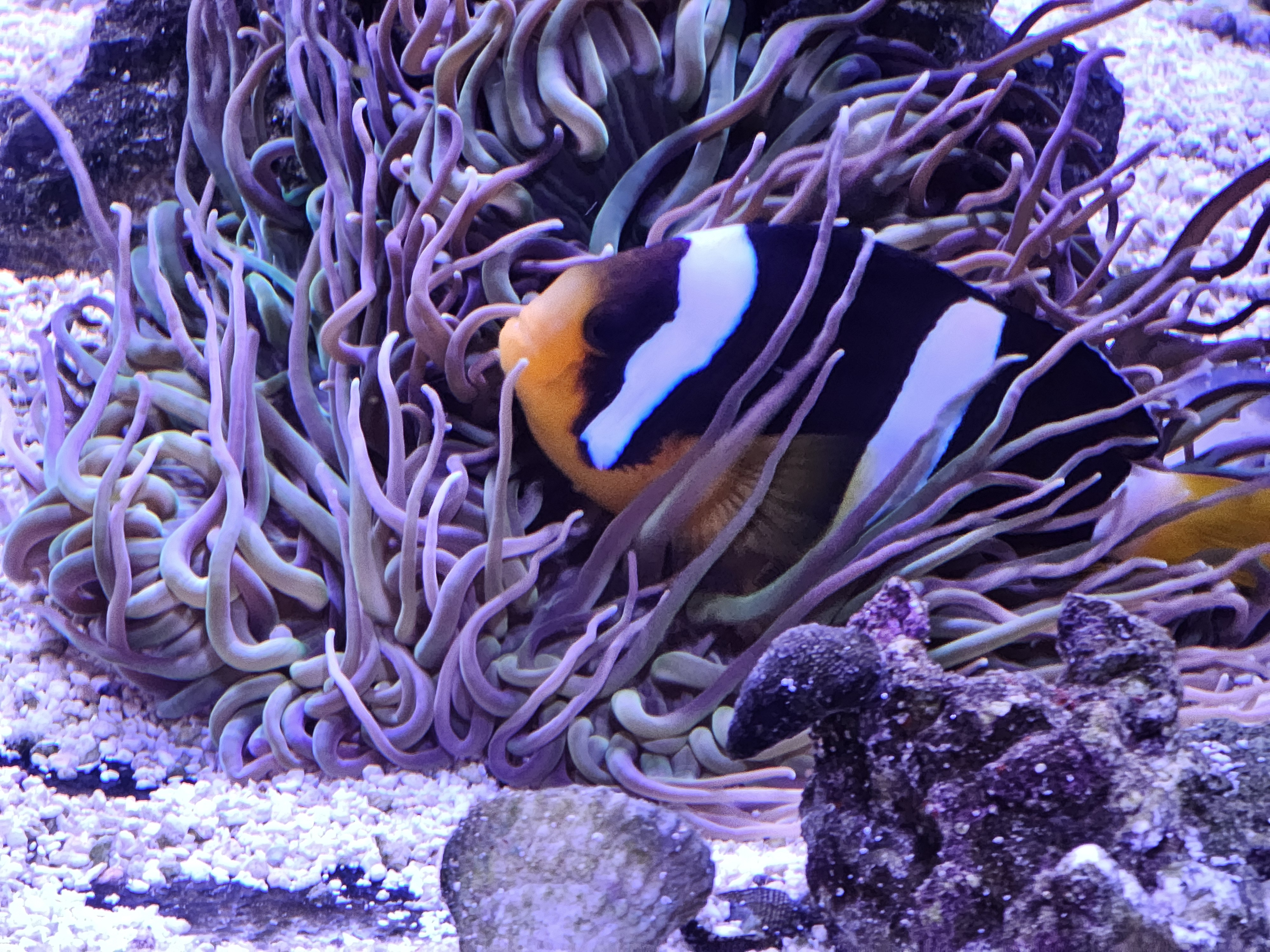 Clarki Clownfish — Fish in reef aquarium