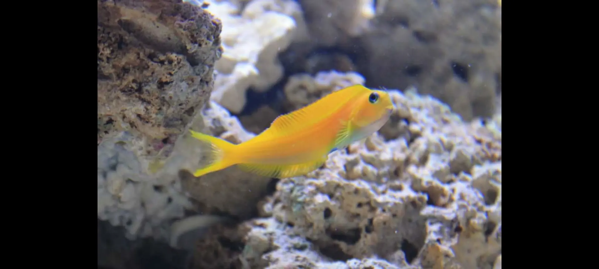 Midas Blenny — Fish in reef aquarium