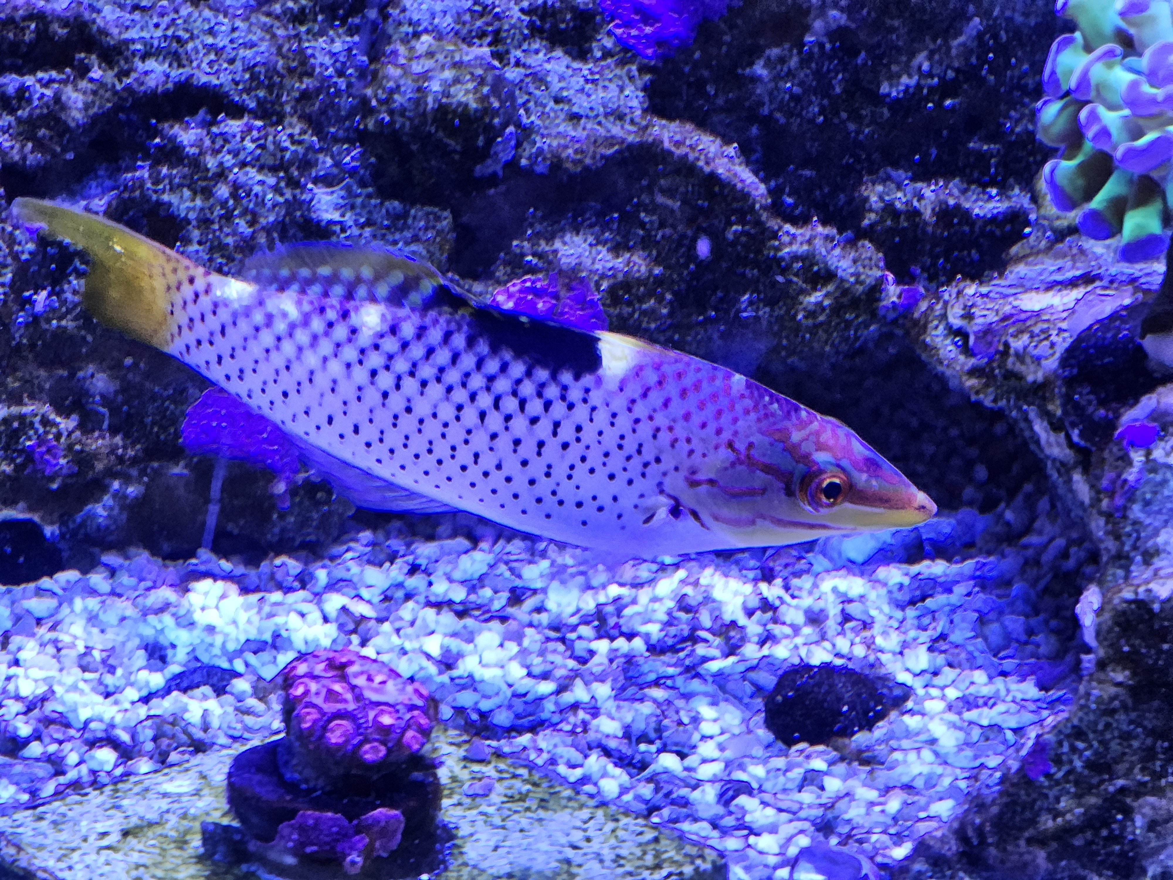 Checkerboard Wrasse — Fish in reef aquarium