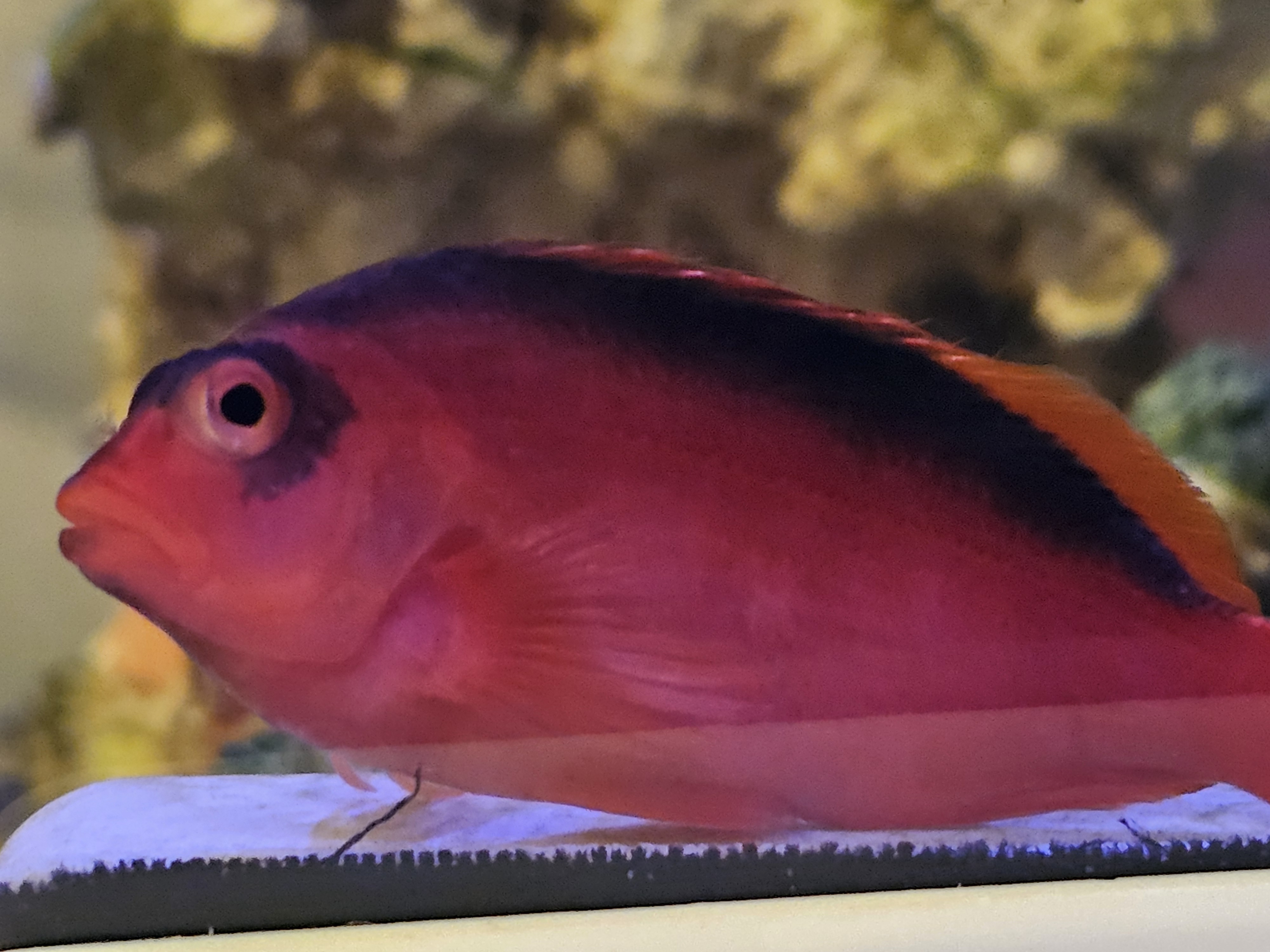 Flame Hawkfish — Fish in reef aquarium