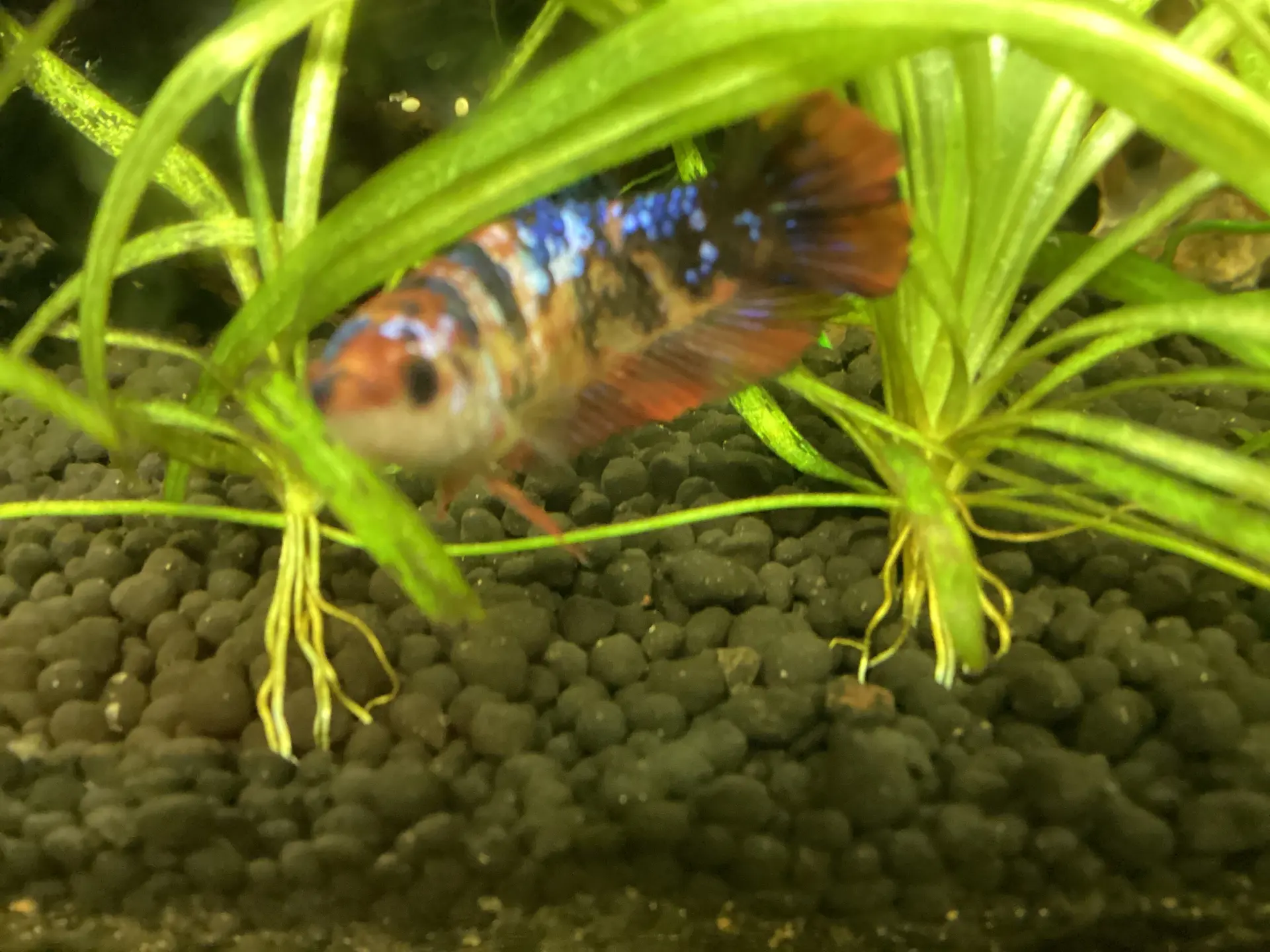 Angle — Fish in freshwater aquarium