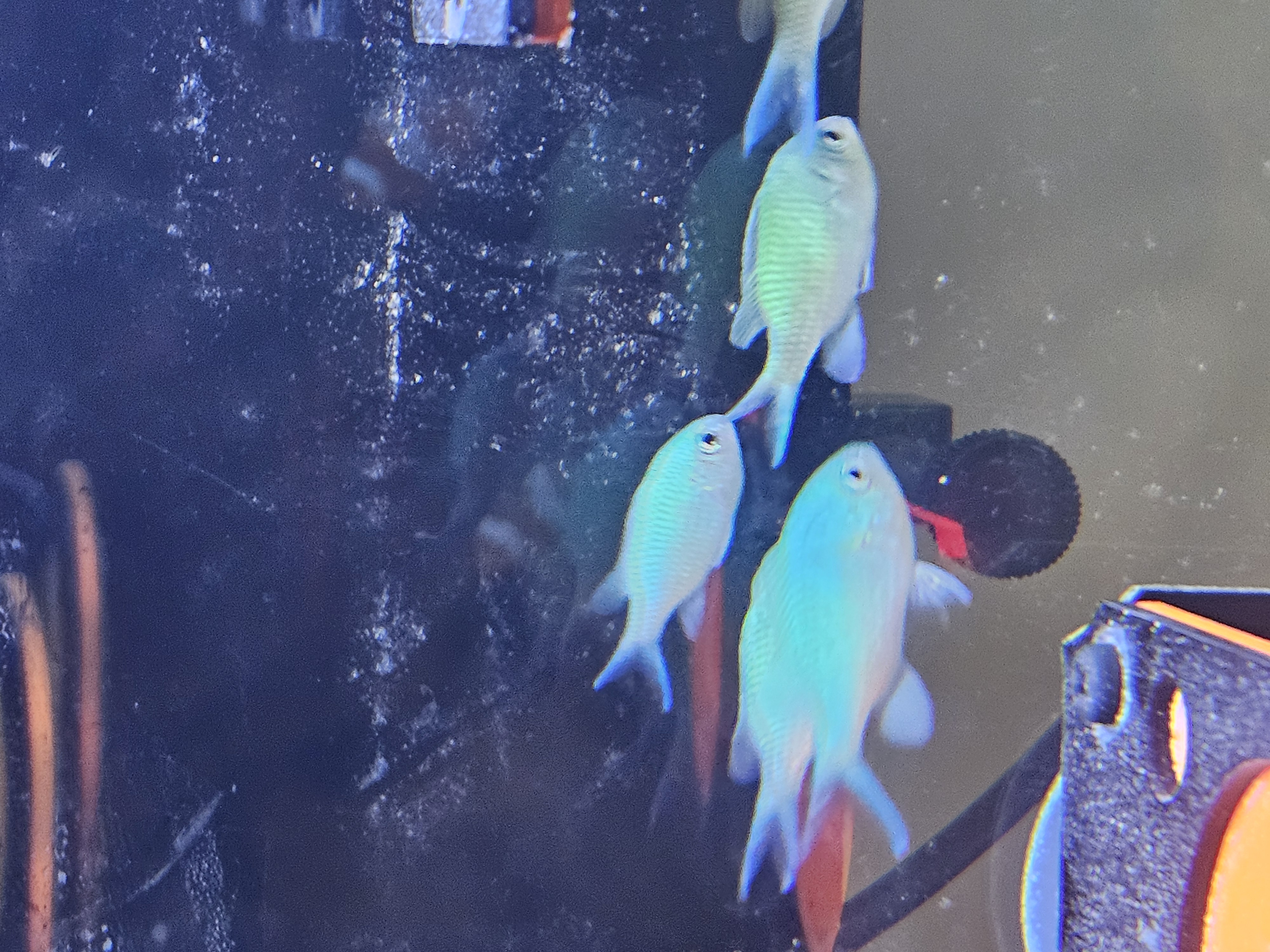 Blue Green Chromis — Fish in reef aquarium