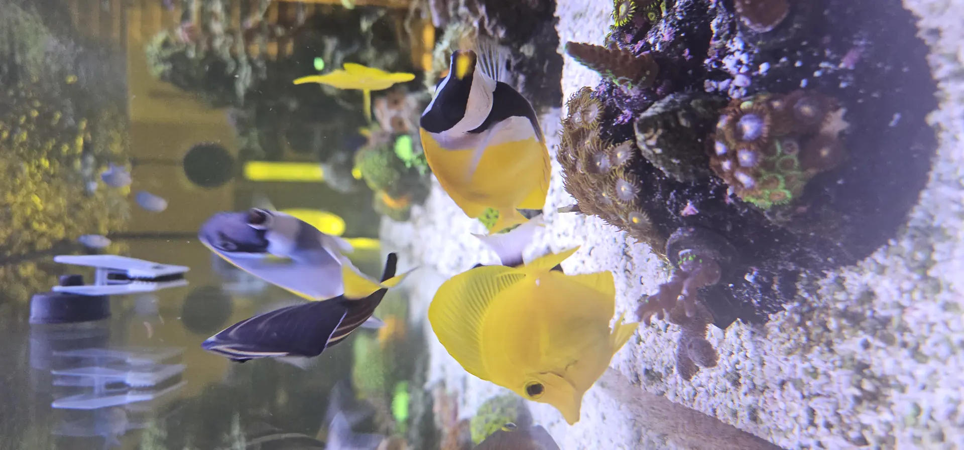 Foxface Rabbit Fish — Fish in reef aquarium