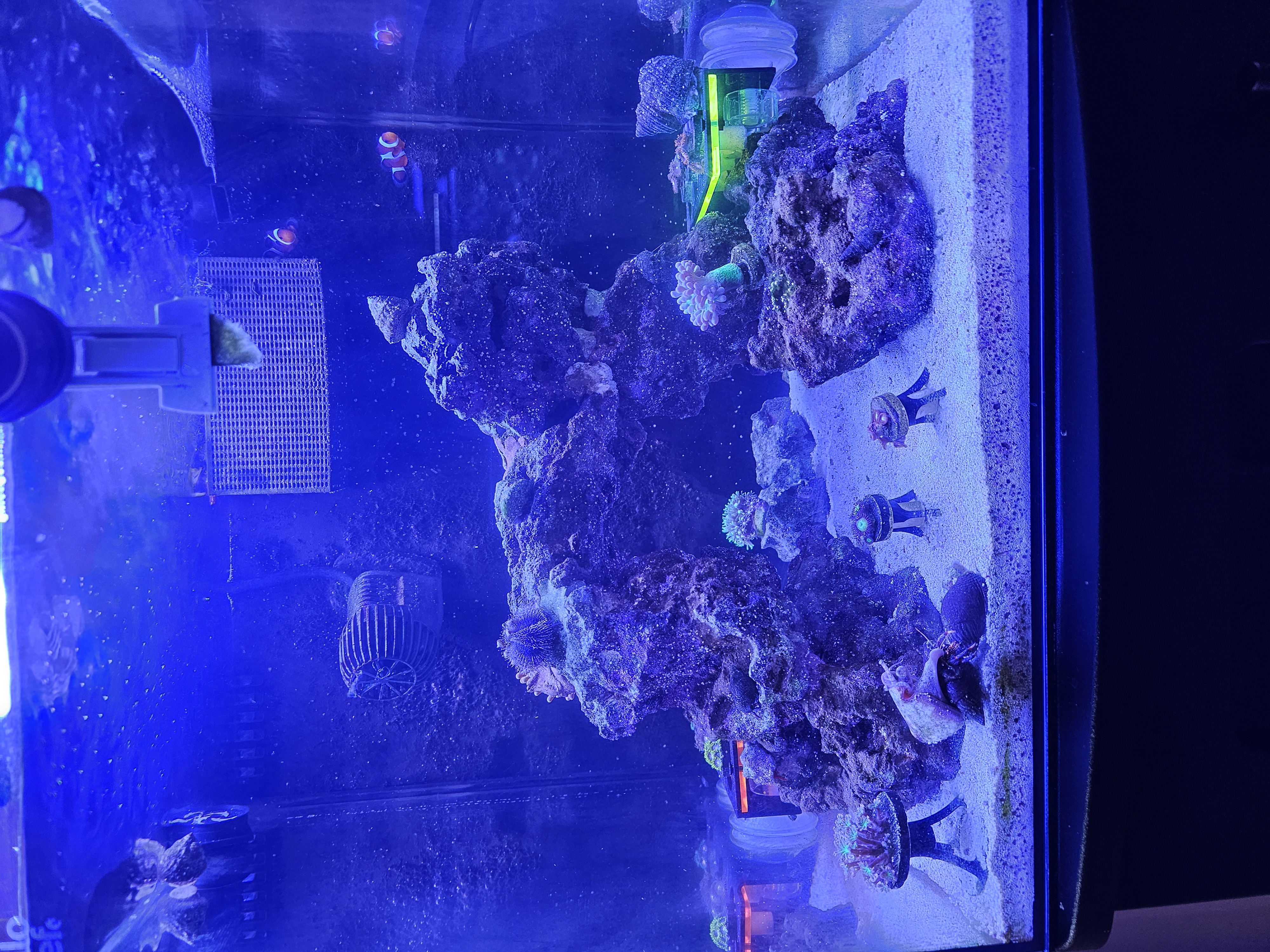 Nano Reef — Saltwater aquarium