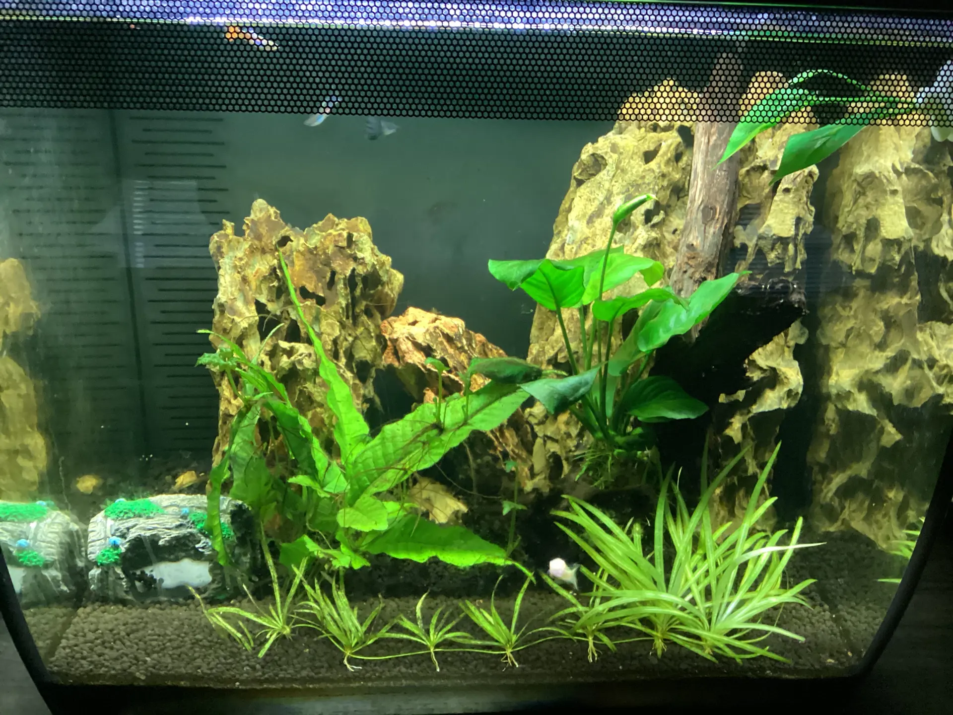Jo’s Beta Tank — Freshwater aquarium