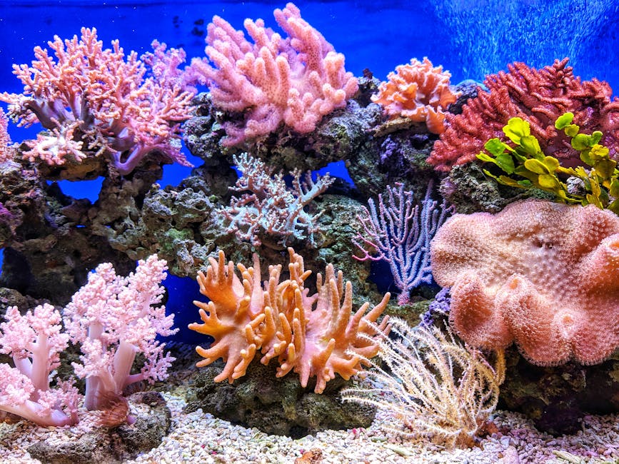 test tank — Saltwater aquarium