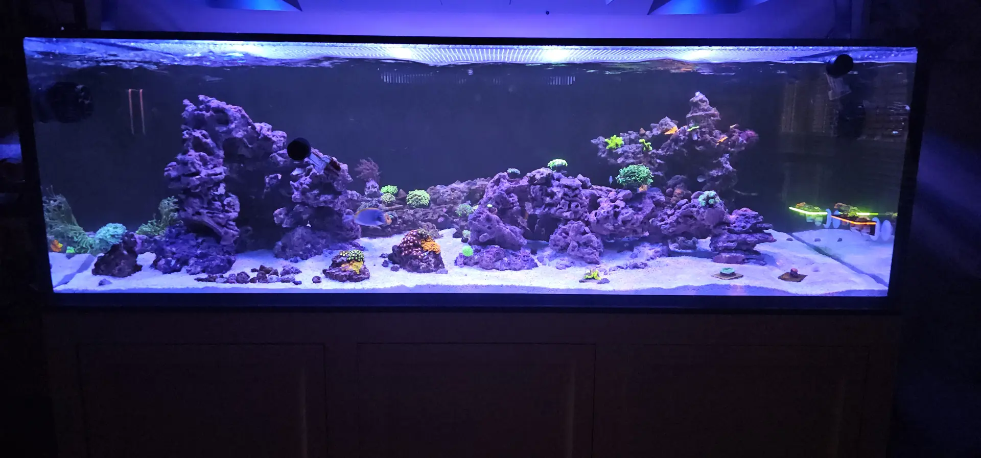 The Great Southern Reef — Saltwater aquarium