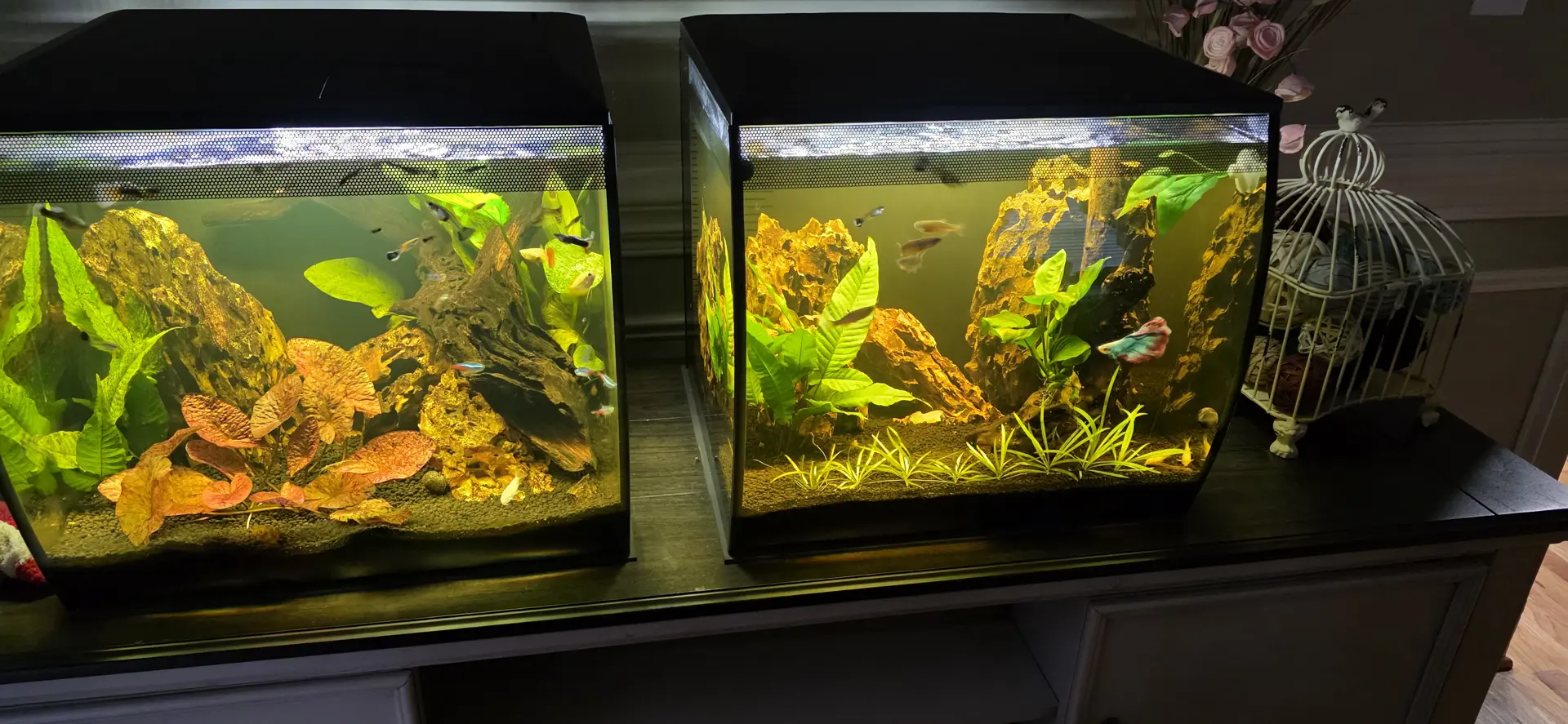 The Fluval Twins — Freshwater aquarium